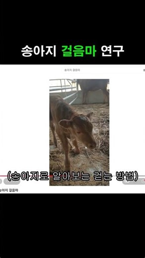 송아지 걸음마 연구 67년차 #shorts