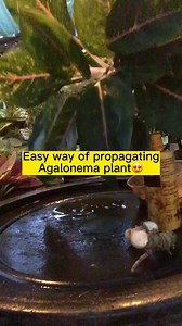 Easy way in propagating Aglaonema Plant😍 Plant ID: Aglaonema Green Boxer #aglaonemaplants #aglaonemalovers #aglaonemacollection #plantlovers #PlantLife #plantsmakepeoplehappy #plantcollector #plantitalife | Rodelyn Pondales