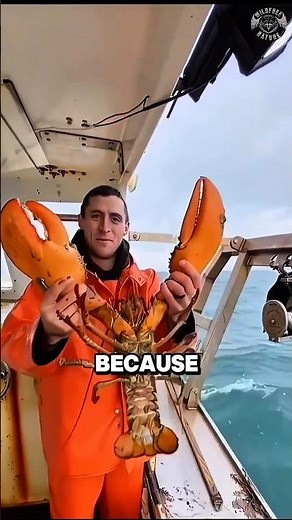 Why Fishermen Throw Lobsters Back Into the Ocean #animals