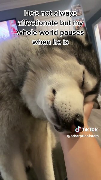When Huskies Show Affection: A Heartwarming Moment