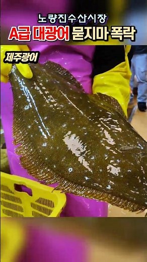 대광어 A급 4kg 이상 대폭락 [노량진수산시장] 제주광어 완도광어 초초특가? 자연산 대광어 1.7만원