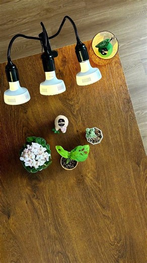 Little plant helper setting up the perfect desk grow light