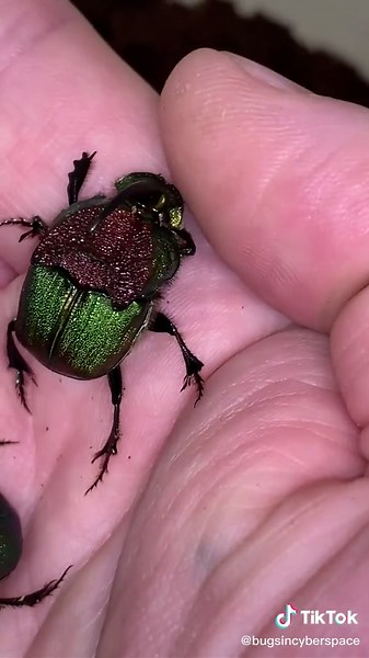 Rainbow dung beetles #dungbeetle #beetles #insects #natureathome #myhobby #science