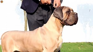 789K views · 10K reactions | ऐसा विदेश जैसा Dog Farm रोज देखने को नहीं मिलता | Cane Corso | Cane Corso kennel in India #canecorso #canecorsolove #canecorsolife #canecorsopuppy | Sandhu Agrofarm | Facebook