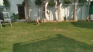 1.3K views · 45 reactions | SOUTH AFRICAN RHODESIAN RIDGE BACK! POWERFUL GUARD DOG. Subscribe my YouTube channel and check dog problems related videos https://youtu.be/JSqo43d1NK4 | Dog trainer or Dog behavior expert | Facebook