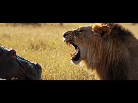 Lion Roaring in a Water Forest | Raw Wild Nature Sounds