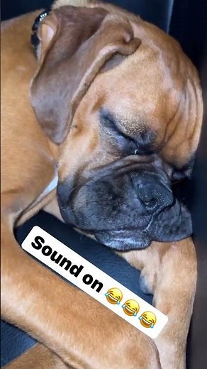 Boxer Dog Making Funny Snoring Noises.#BoxerDogs #DogLovers #Boxers #shorts #dogshorts #funnydogs