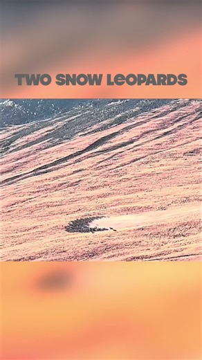 Snow leopard hunting blue sheep 🐆 #wildlife