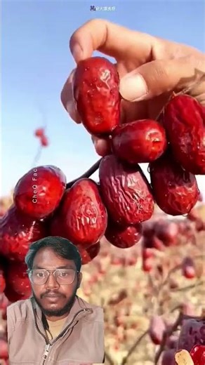 Why China Lets Jujube FruitsDry on Trees! #shorts #plants #farming