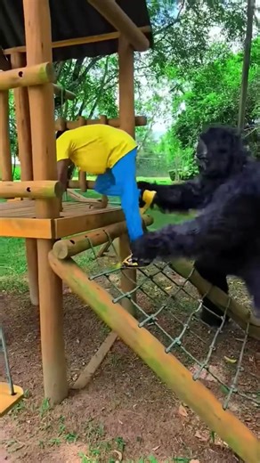 O SOSTU KONG 😱🦧 🦍P2 #gorilla 🦍🦍