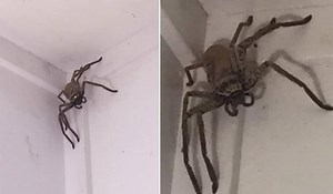 Woman told to 'kill it with fire' after discovering monster spider - Extra.ie