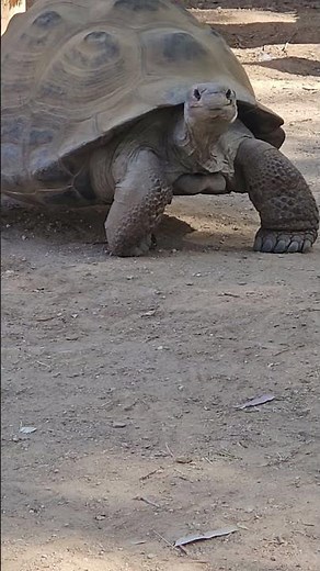 🐢 Majestic Galápagos Tortoise! A Living Legend! 🌿✨