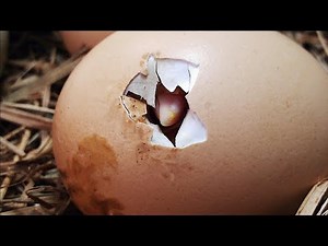 Pintinhos nascendo, novos Pintinhos