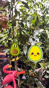 I’m convinced my avocado tree is pushing out so many blooms because one month before wheeling it into the garage for winter, I fed it with Kickass Frass. (Www.kickassfrass.org) #avocadotree #avocado #gardening #zone8a #charlottegardener | The Ever Hopeful Gardener