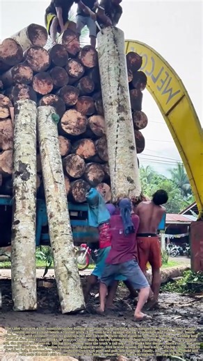 Seven Men, One Log: The Hook-and-Heave That Loads a Giant