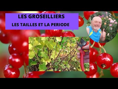 Quand et comment tailler vos groseilliers