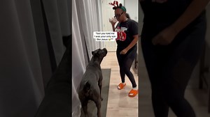 Starting the Christmas season with a massive cane corso dog