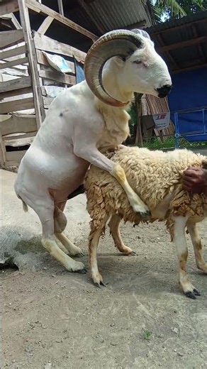 😮 Unbelievable Goat Mating Process! #animals #goat #viralshorts #video