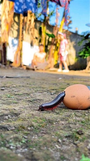 Run, now! A giant millipede has just hatched! #millipede #kaki1000