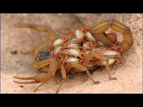Babies Scorpion Eat Mother Scorpion