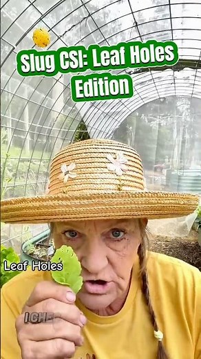 Slug CSI: Leaf Holes | Slug Damage on Seedlings
