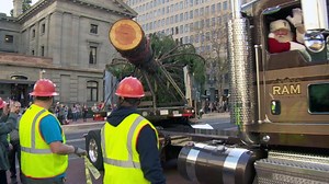 The Life and Times of Portland's Tree: From the forest to Pioneer Square