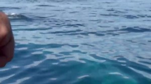 6.8K views · 67 reactions | Blue whales. Balaenoptera musculus. One...