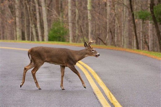 West Virginia leads the country in animal collisions, again