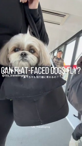 Traveling with Shih Tzus: Tips for International Flights