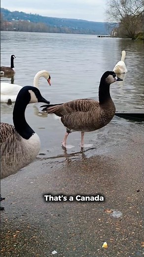 Can You Spot the Difference? 🪿 Canada Goose vs Hybrid Goose | Birds Facts