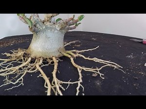 Petit travail racinaire sur un adenium