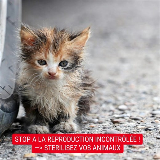 ⚠️ C’EST LA PÉRIODE DE REPRODUCTION DES CHATS ⚠️ Une femelle peut être gestante dès 6 mois, un mâle entier devient pubère vers 6/7 mois et peut également se reproduire. —> La STÉRILISATION est un ACTE RESPONSABLE pour votre chat ! Bon nombre de femelles non stérilisées vont donc bientôt donner naissance à leur portée( la moyenne étant de 4 chatons) mais que vont ils devenir ?! Nous avons tous entendu cette croyance selon laquelle une femelle doit avoir au moins une portée dans sa vie pour des ra