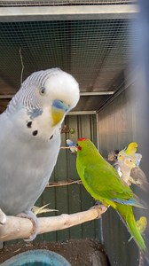 Birds will be birds... and we wouldn't have them any other way. One of the things that's been an added bonus about running the sanctuary and talking with so many people is learning how their lives have been touched by birds. Do you have a story? 😊 (excuse the voice in the background, my partner talking to our excited dog 😅) #accessibility video description: looking in down the side partially sheltered section of a parrot aviary. A grey male budgie is at the camera first up, chattering away. A 