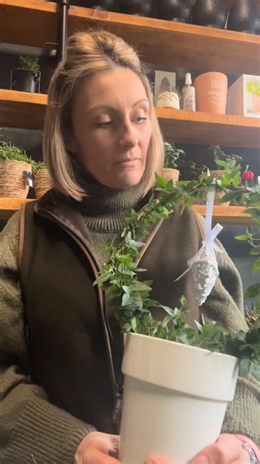 @theplantbox2024 on Instagram: "Hedera Helix Bow with Wicker Heart Presented in a White Ceramic Pot The Hedera Helix Bow is a charming and timeless plant, styled with graceful trailing foliage and finished with a delicate wicker heart detail. Planted in a classic white ceramic pot, this piece makes a beautiful decorative accent for shelves, windowsills, or gift displays. Easy to care for and wonderfully versatile, Hedera Helix (English Ivy) suits a wide range of interiors and adds a soft, natura