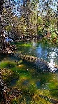 Frozen Alligators Still Alive! The Winter Secret That Stunned the World | Frozen Alligators