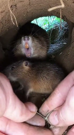 Hands Twisting Cord in a Dense Forest Den Close