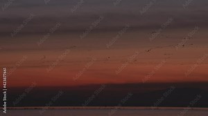 Snowgeese Flocks over Georgia Strait 4K UHD. Flocks of Snow Geese fly over Georgia Strait at sunset. 4K. UHD.