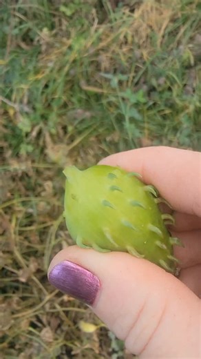 AmiBee on Instagram: "Achocha is a fun plant. Super tough since its still going in January! I only had to plant it once because of these awesome exploding seed pods 💥💥 they show up on their own every year now. #Achocha #selfseeded #garden #January #seeds"