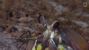 3.6K views · 32 reactions | The opulently-endowed mantis shrimp has a punch that packs the force of a .22 calibre bullet. The octopus has a venomous beak that can crack the shrimp open. And one has its sights set on the other. | National Geographic UK | Facebook