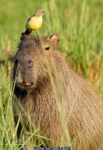 Fascinating Facts About Capybaras: The Largest Rodents
