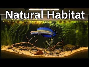 Creating a Realistic Biotope for Channa Andrao | Natural Fish Tank Setup With No Filter