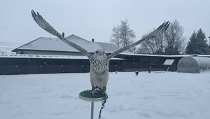 Seznamte se...severský krasavec se jmenuje Gyrkøul. Sokol lovecký (Falco rusticolus). 💖 | Zayferus - dravci