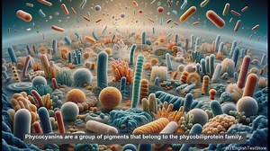 Phycocyanins in biology