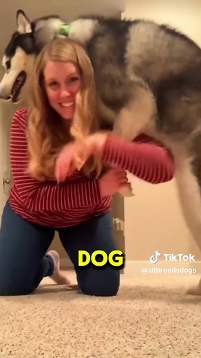 The Heartwarming Bond Between a Dog and His Human