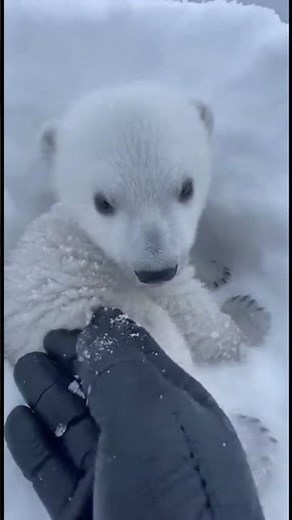 This Little Polar Bear Needed Help... #animals #shorts