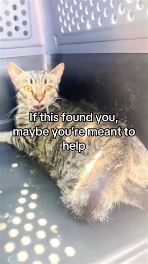 Help Heal This Abused Kitten