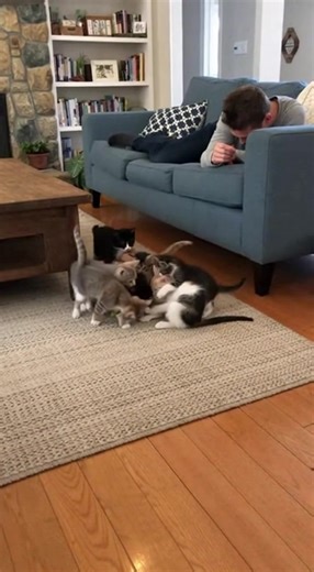 Kittens' Toy Adventure! A playful man and kittens create a joyful scene with a toy! #fblifestyle #AI Generated using Kling AI . . . (For entertainment purposes only. Consult professionals if guidance on activities is presented. No brand affiliation is implied if any are shown. If inspired by true events, creative adaptations may be included. Content may include public footage.) | Fabiosa Daily