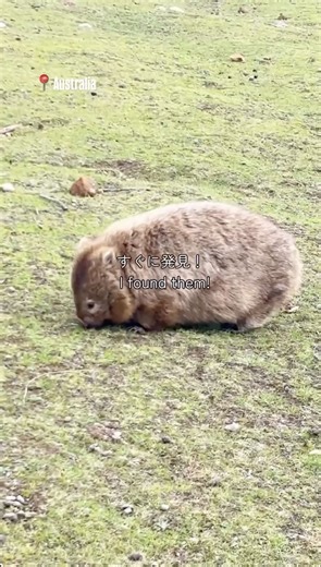 タスマニアにある「ウォンバット島」ことマリア島に行ってみた🐻🏝️🌿 タスマニア州の州都ホバートから車とフェリーを使ってアクセス可能🚗🛳️ ウォンバットの聖地として知られるマリア島を訪れたayachantasmaniaさんの動画レポをシェア🎥 全体が国立公園に指定された島には、ウォンバットはもちろん、ワラビーやタスマニアン・デビル、珍しい野鳥などがのびのびと暮らしていて、歩いているだけでキュートなオージーアニマルに出会えちゃう😍🦘 さらに、風化によってできた不思議な模様が特徴の崖「ペインティッド・クリフ」や、太古の生き物の化石が詰まった崖「フォッシル・クリフ」など、ハイキングで巡りたい絶景スポットも満載🥾🌊 車両乗り入れ禁止の島だから、のんびり歩いたり、自転車で巡ったりしながら、タスマニアらしい大自然を満喫できるよ🚲✨ マリア島でウォンバットに会ってみたい人🙋‍♀️❓ コメント欄で行きます宣言待ってるよ👇 🎥: IG/ ayachantasmania #オーストラリア #オーストラリア旅行 #海外旅行 #タスマニア #ウォンバット