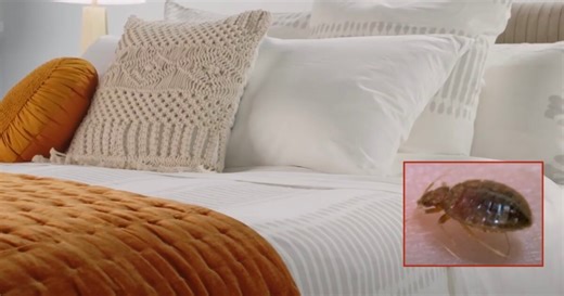 Bedbug infestation at Hawaiian airport has experts warning travelers what to look for