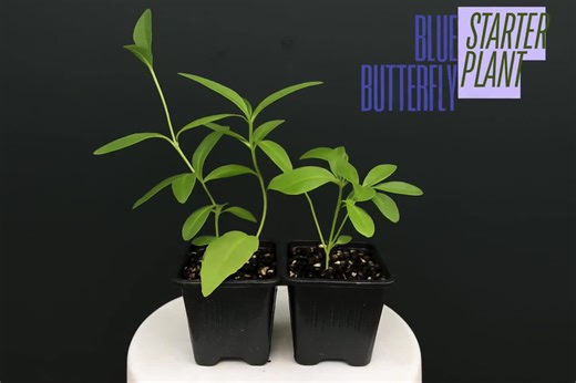 Blue Butterfly Bush - Clerodendrum Ugandense - Live Rooted Starter Plant - Rare Blue Flowering Shrub - Etsy